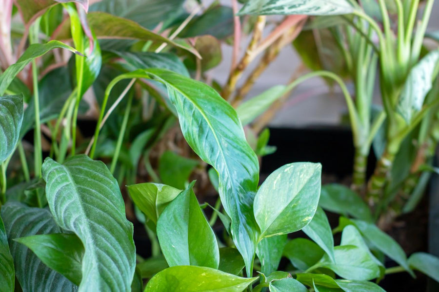 Complete Guide to Healthy Plants: Why Soil and Leaf Nutrition Both Matter