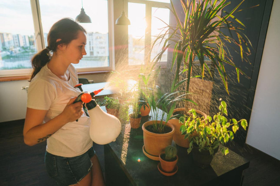 Best Weekly Plant Care Routine for Home Gardens